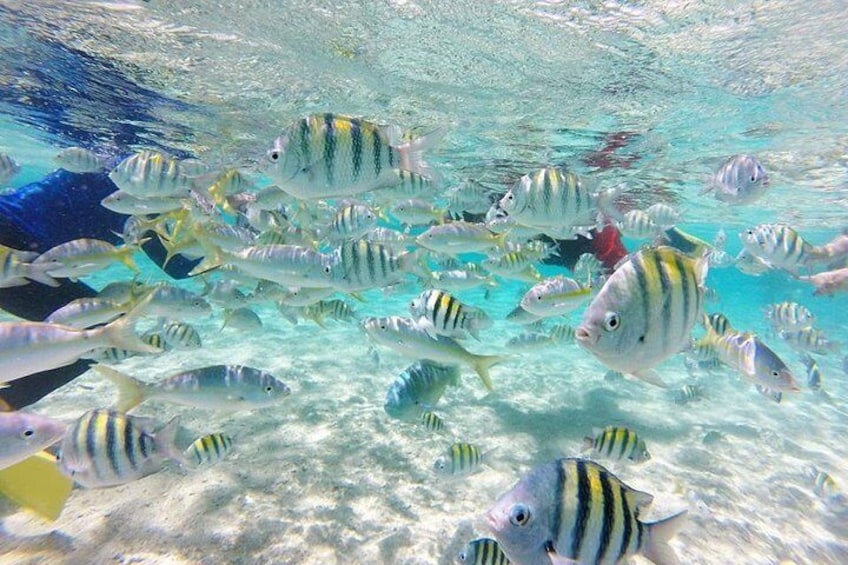 The reef at Paradise Island