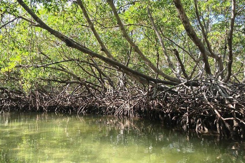 paradise island & mangroves tour