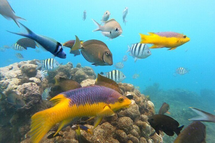 Discover Sosua's Underwater World & Beach Day