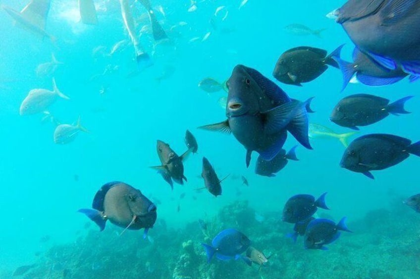 Discover Sosua's Underwater World & Beach Day