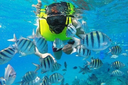 Oplev Sosua's Underwater World & Beach Day