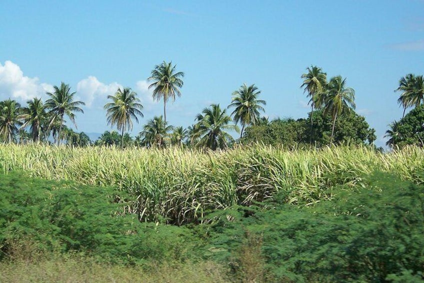 Sugarcane field