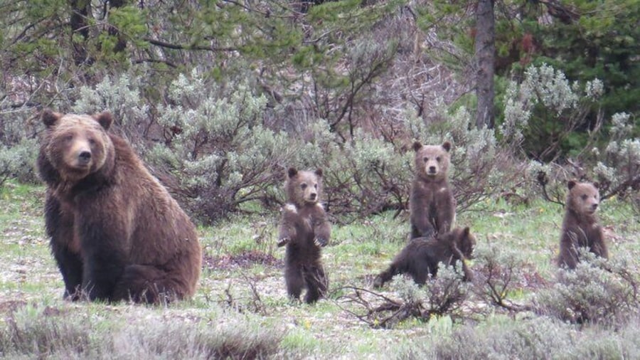 Yellowstone National Park - Full-Day Lower Loop Tour from Jackson