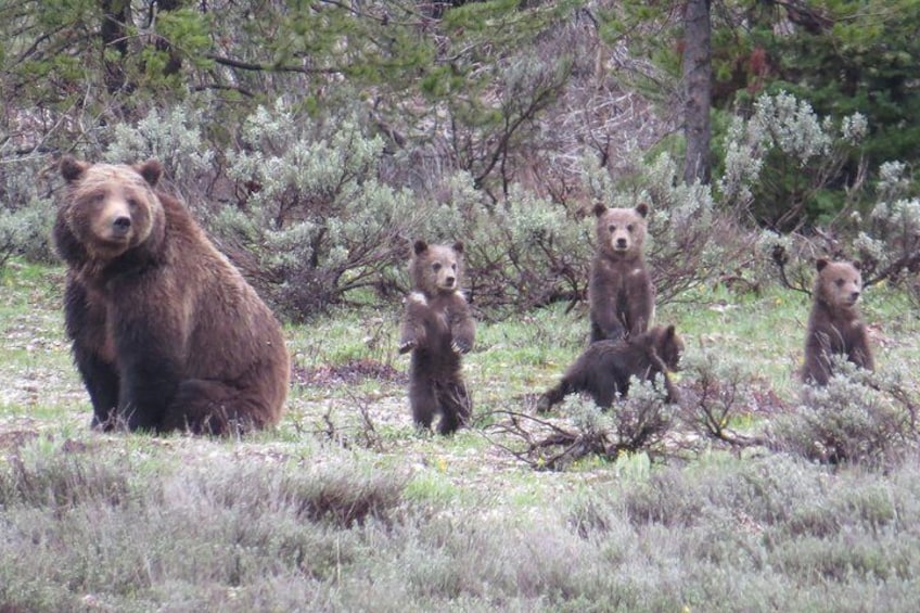 Yellowstone National Park - Full-Day Lower Loop Tour from Jackson Hole