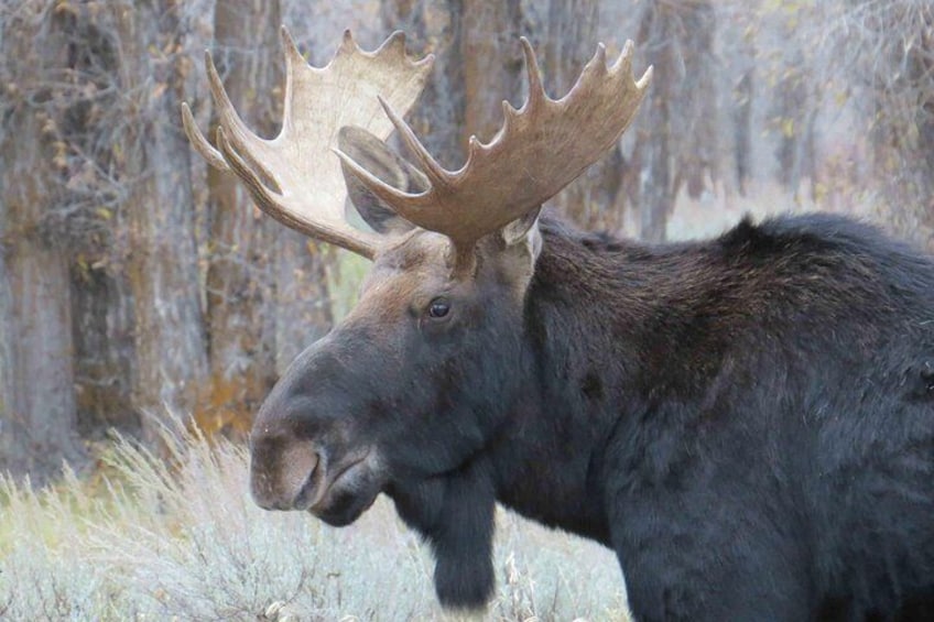 Yellowstone National Park - Full-Day Lower Loop Tour from Jackson Hole