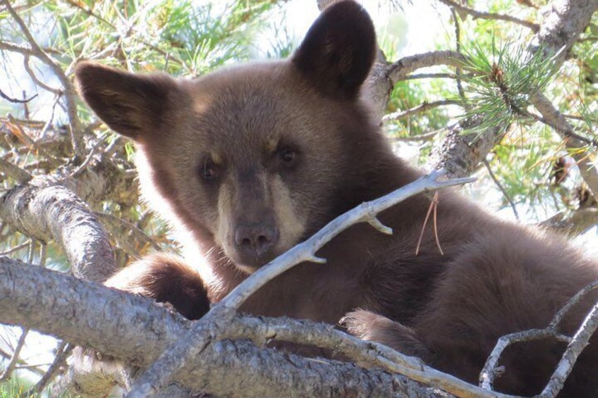 Black Bear Cub