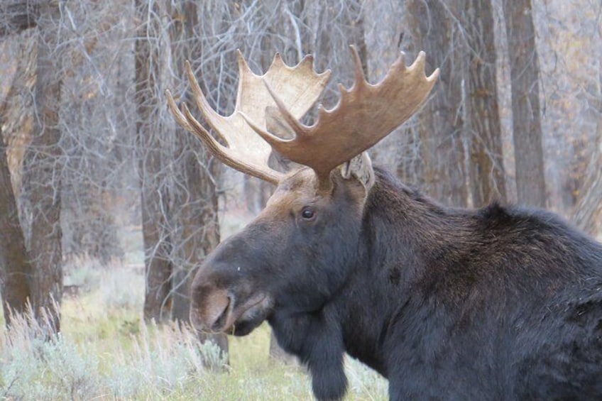 Grand Teton National Park - Sunset Guided Tour from Jackson Hole