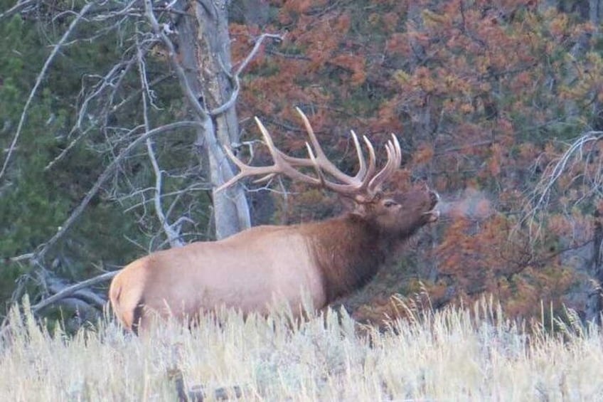 Grand Teton National Park - Sunset Guided Tour from Jackson Hole