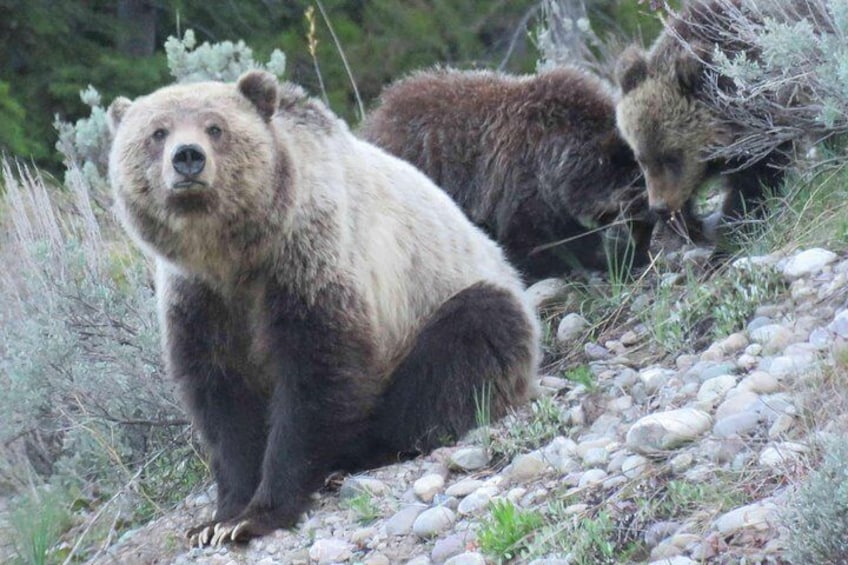 Grand Teton National Park - Sunset Guided Tour from Jackson Hole