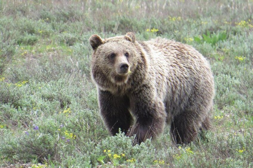 Grand Teton National Park - PRIVATE Full-Day Tour from Jackson Hole