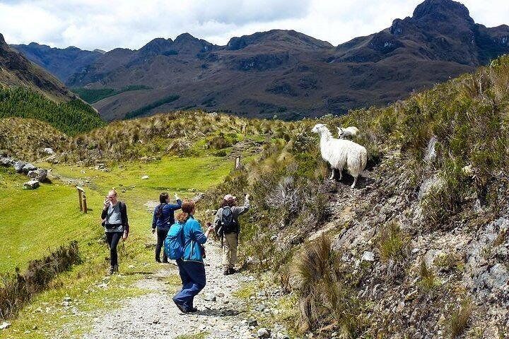 Llamas on the trail