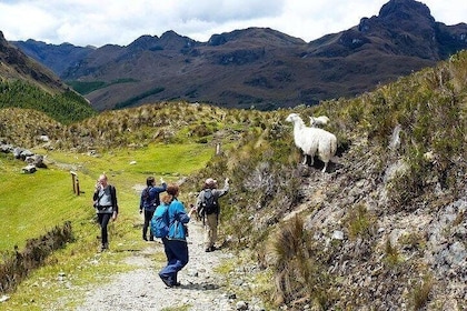 Incroyable visite du parc national de Cajas au départ de Cuenca
