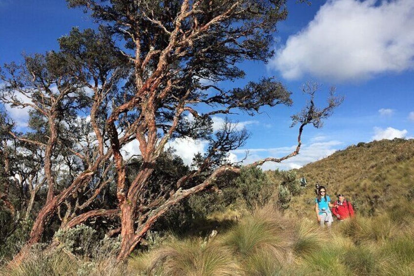 Full-Day Cajas National Park Tour from Cuenca, Ecuador