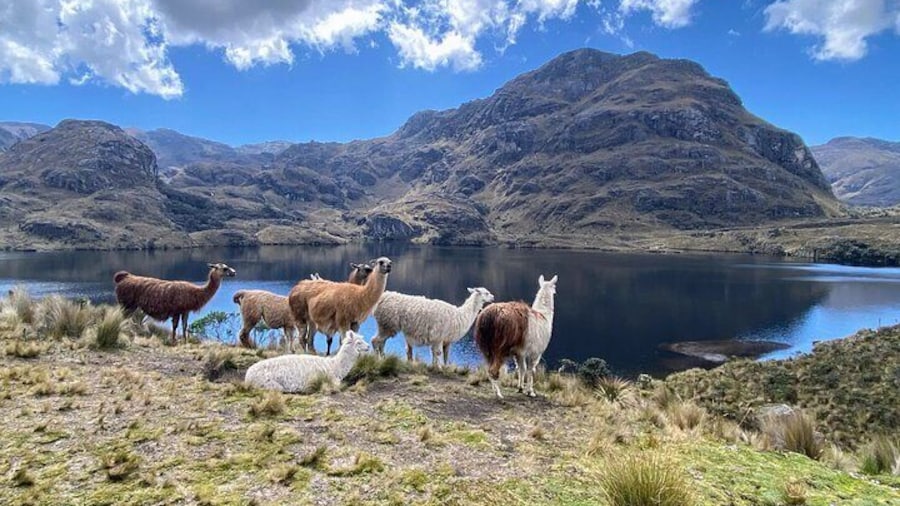 Llamas in Cajas National Park