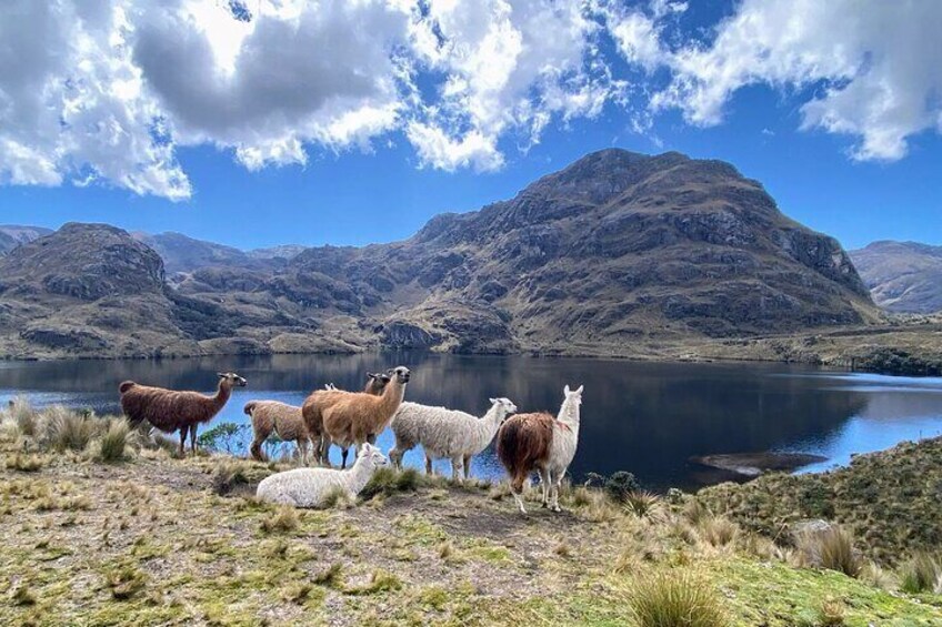 Llamas in Cajas National Park