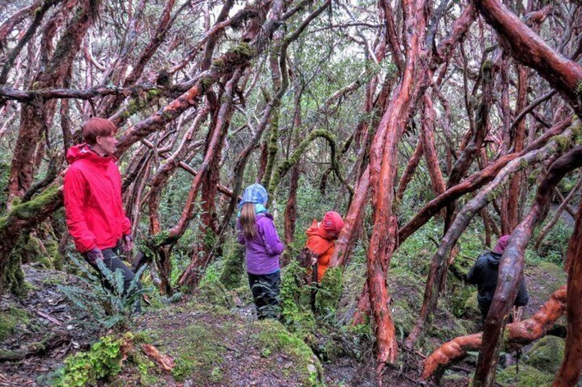 Cajas Half-Day Tour from Cuenca