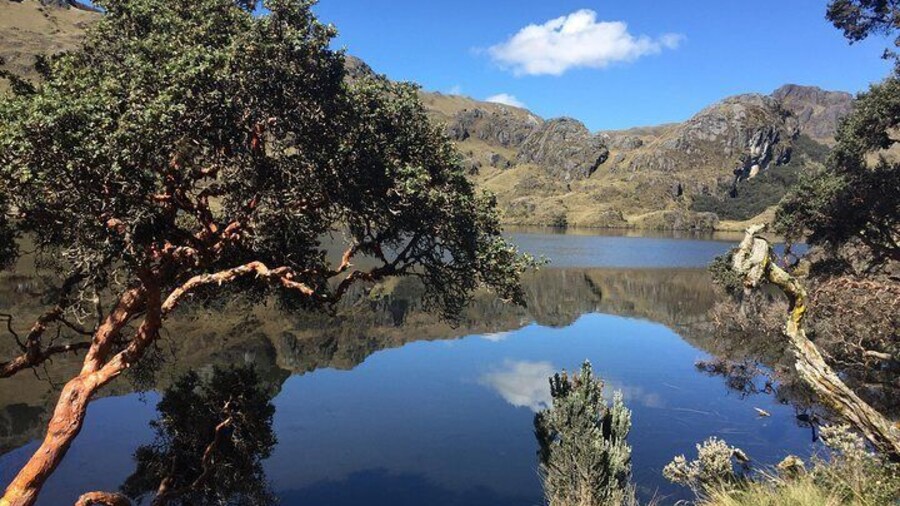 Toreadora lake Cajas NP