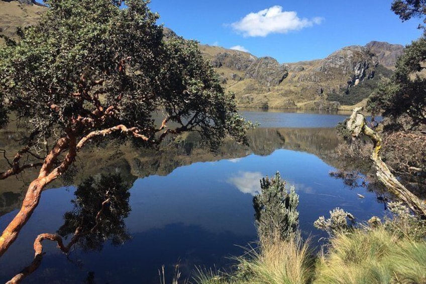 Toreadora lake Cajas NP