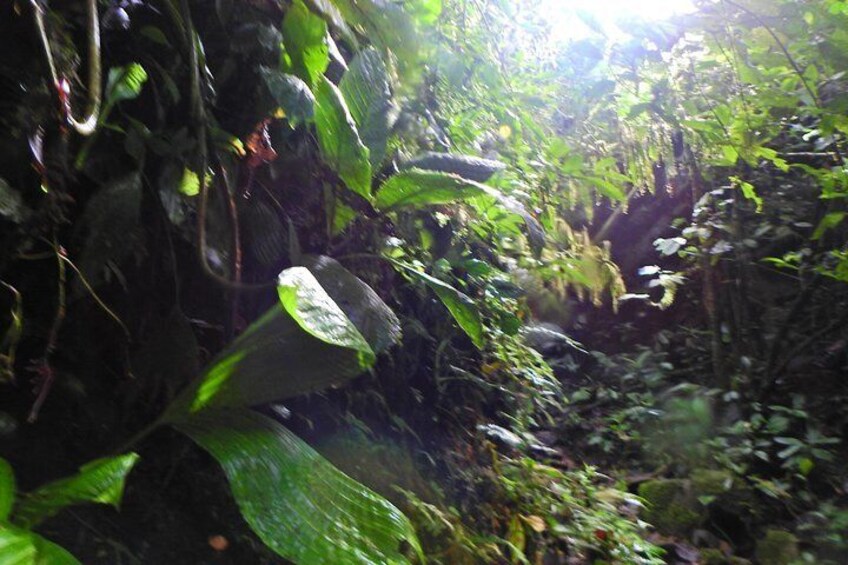 Small Group Private Cloud Forest/ Cacao Farm Adventure