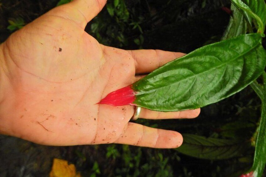 Small Group Private Cloud Forest/ Cacao Farm Adventure