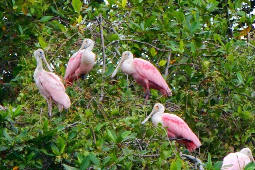 Private Mangrove Forest / Dry Tropical forest / Cacao Farm Adventure