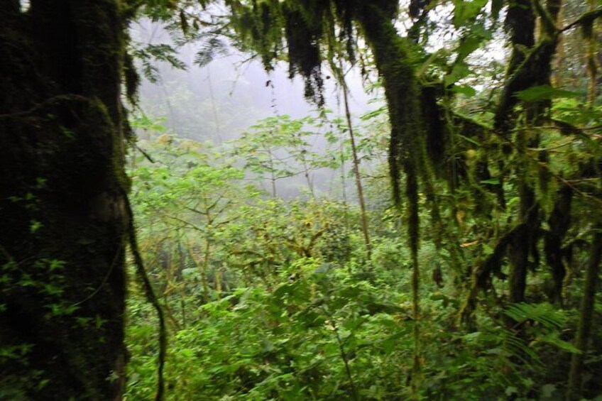 Small Group Private Cloud Forest/ Cacao Farm Adventure