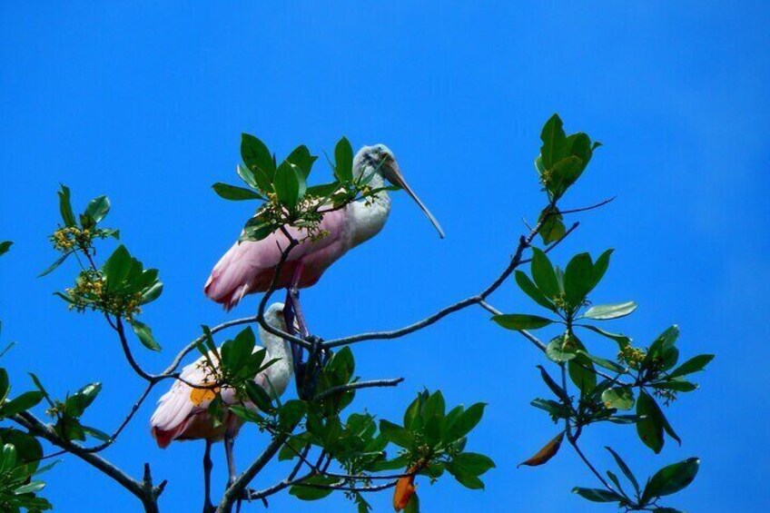Private Mangrove Forest / Dry Tropical forest / Cacao Farm Adventure