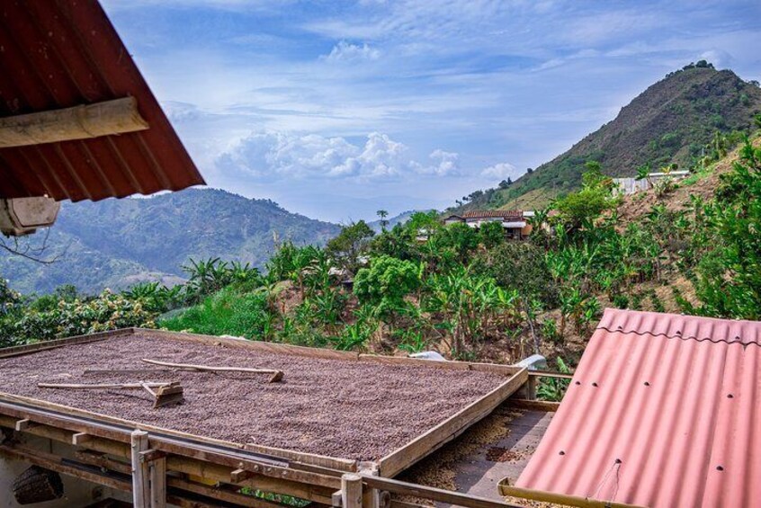 Coffee Tour in Medellin