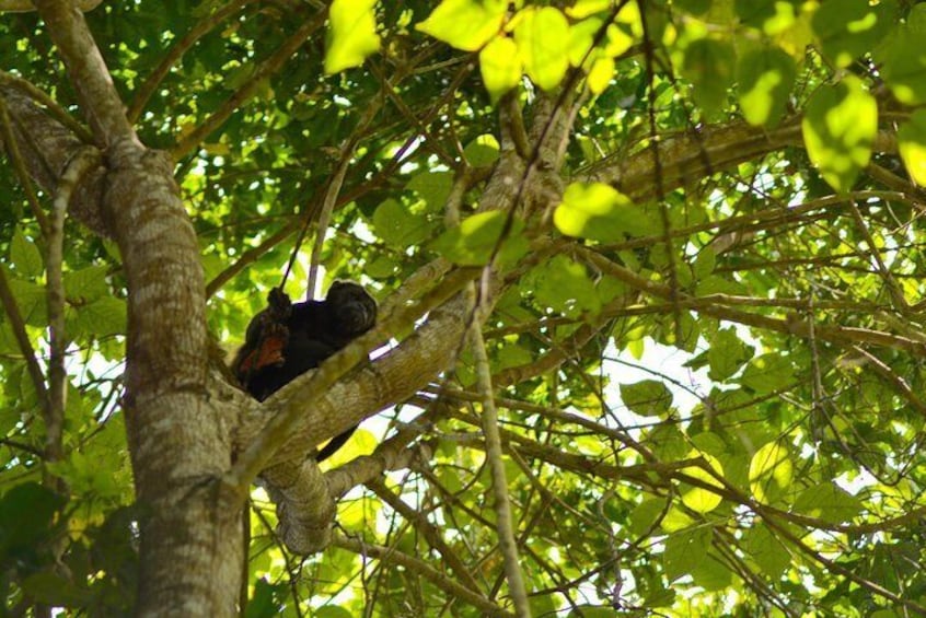 Full Day: Chocolate Route, Forests & Mangroves (Departure from Guayaquil)