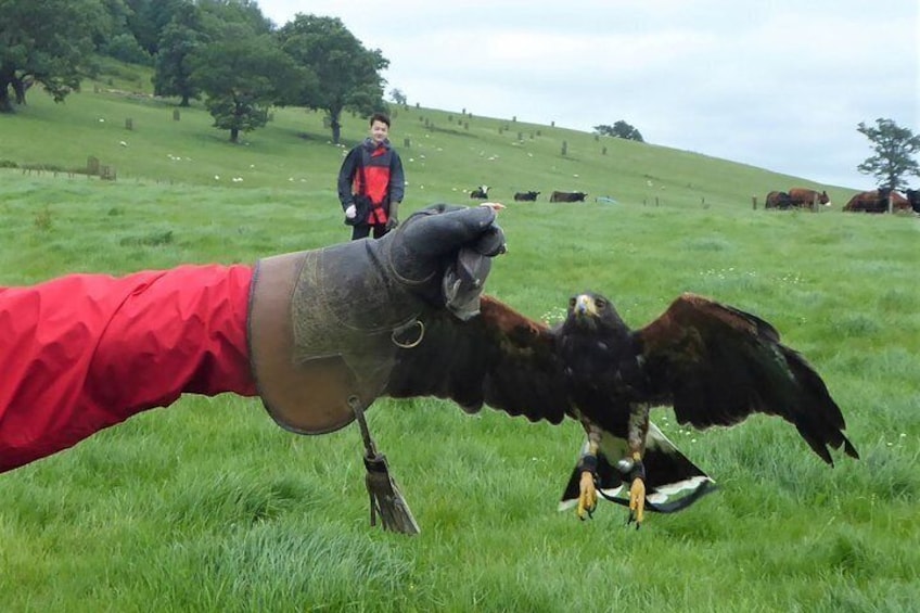 Alternatively on the last day you can have the unique experience of flying a hawk in the countryside!