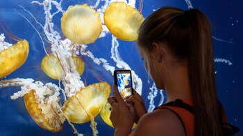 Aquarium of the Bay Admission