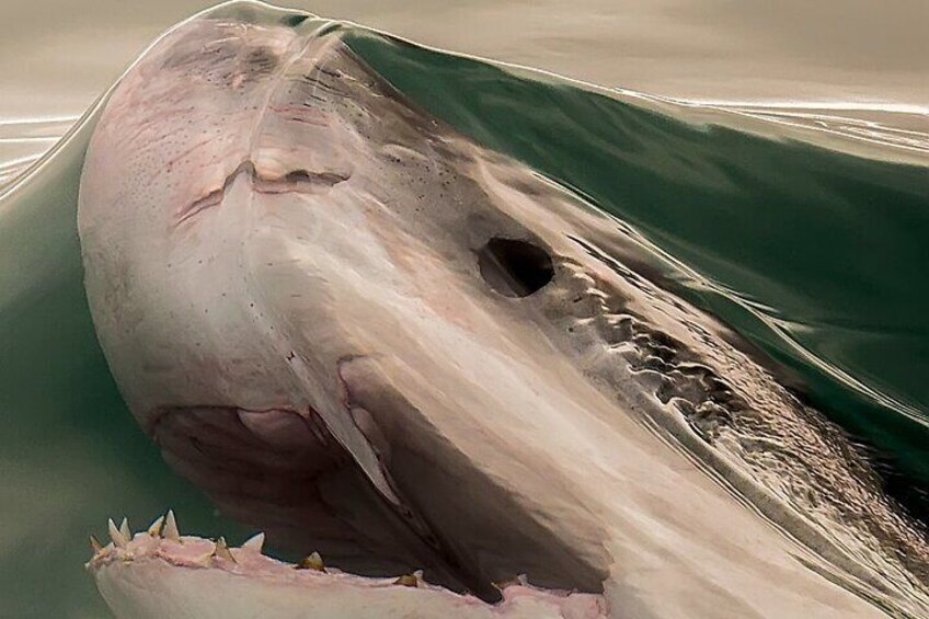 Shark Cage dive in Gansbaai see Great White sharks