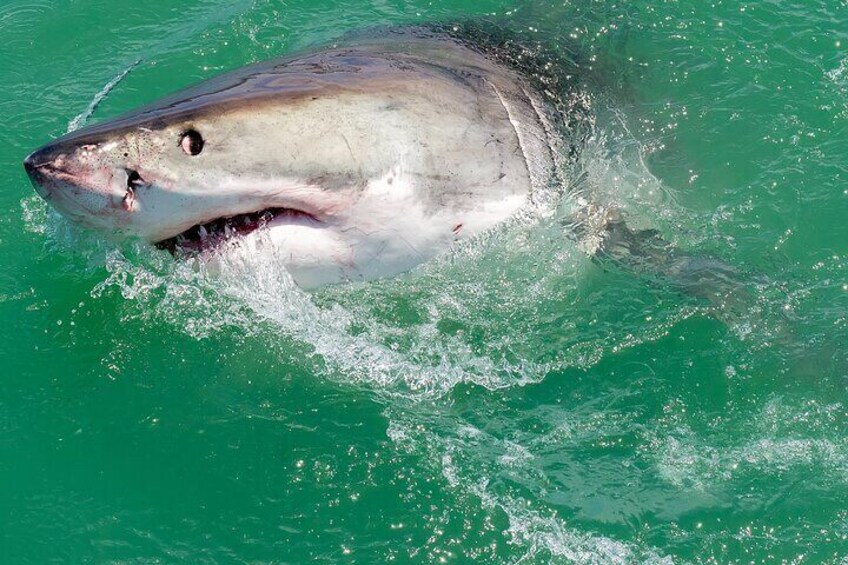 Shark Cage dive in Gansbaai see Great White sharks