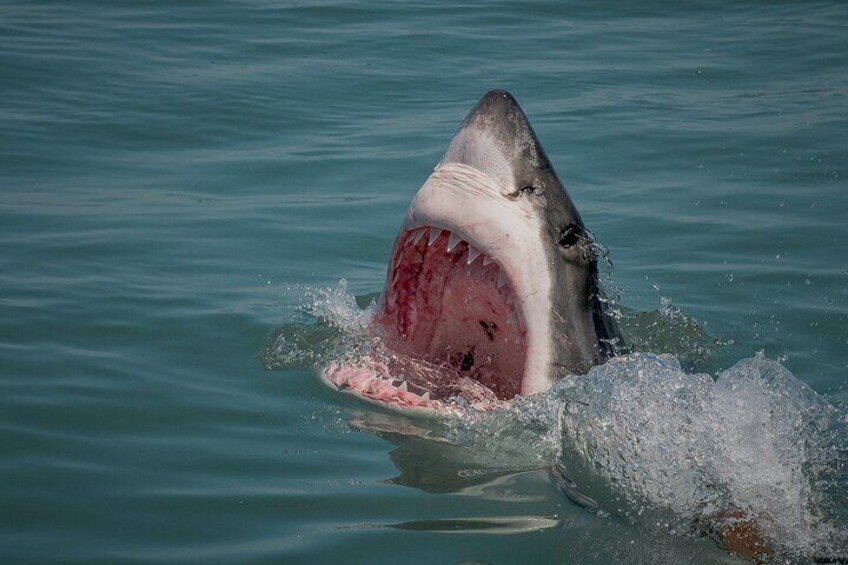 Shark Cage dive in Gansbaai see Great White sharks