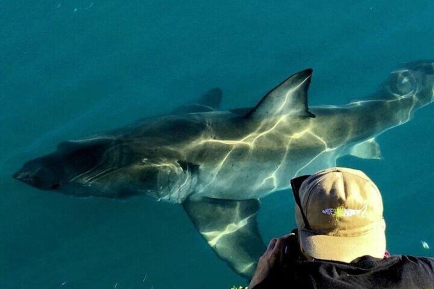 Shark Cage dive in Gansbaai see Bronze & Other, sometimes Great Whites