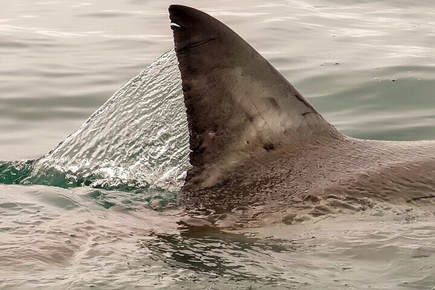 Shark Cage dive in Gansbaai see Great White sharks