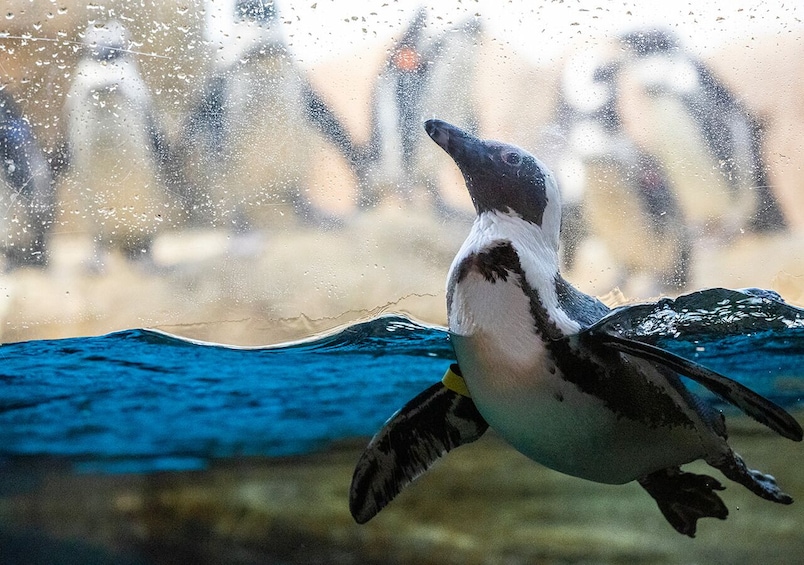California Academy of Sciences General Admission