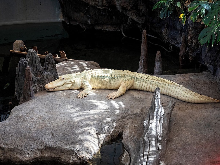 California Academy of Sciences General Admission