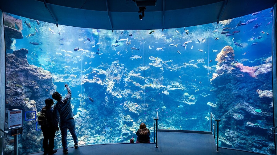 California Academy of Sciences General Admission