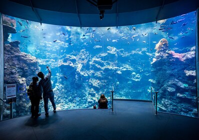 Inngang på dagtid til California Academy of Sciences