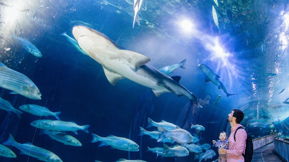 Indlæs billede 3 af 9. San Francisco CityPASS: Admission to Top 5 Attractions