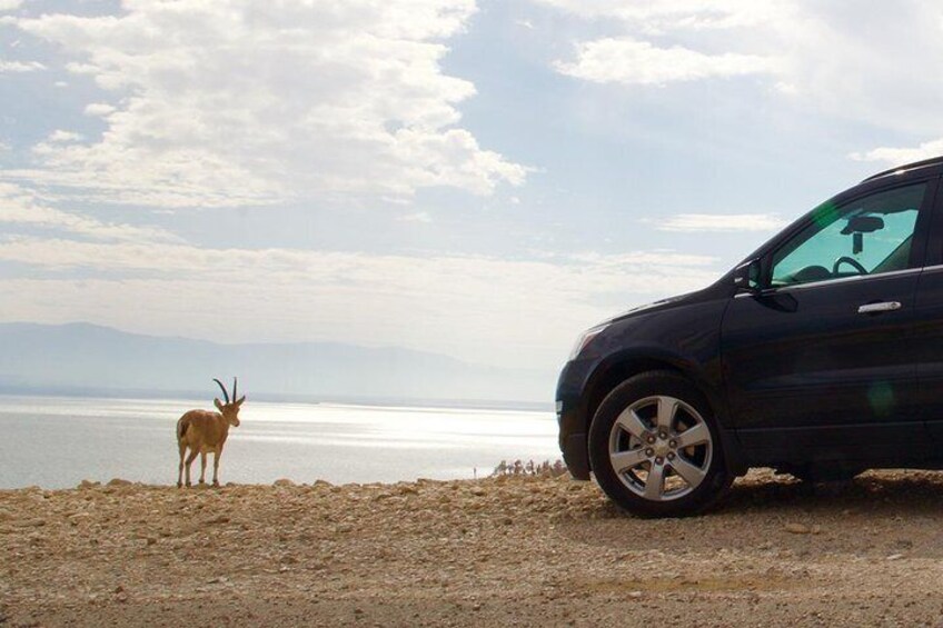 Dead Sea & Masada Private Tour, From Ashdod Port ,Jerusalem ,Tel Aviv