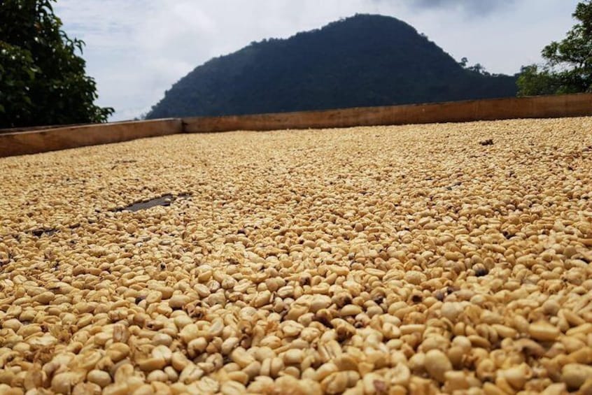 Coffee drying deck