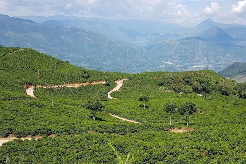 Colombia's coffee scenery in Western Andes with Central Andes behind