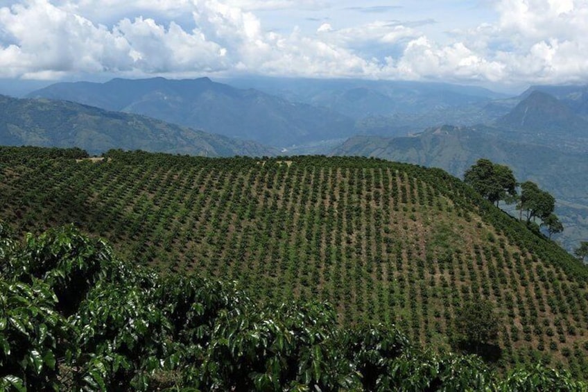 Coffee farm's highest lots, Central Andes behind