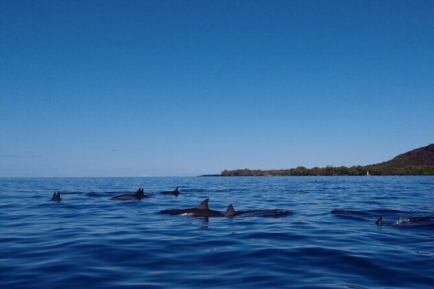 Kayak Snorkel Capt. Cook Monu. See Dolphin in Kealakekua Bay Big Island (3.5hr)