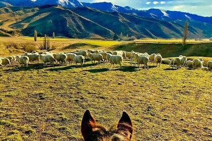 Beginner/Child friendly Gold Discovery Trail Horse Trek Cardrona