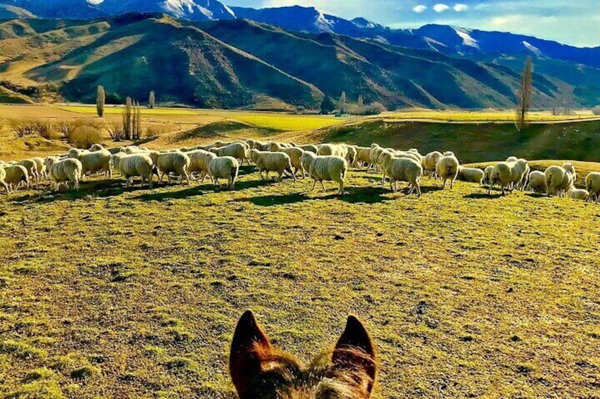 Beginner/Child friendly Gold Discovery Trail Horse Trek Cardrona