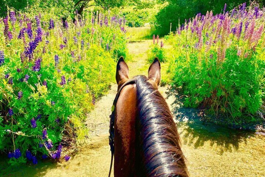 Cardrona High Country Pub Trail Horse Riding Trek