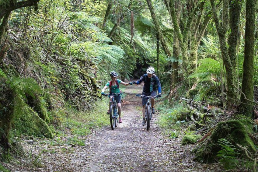 Show item 3 of 3. Timber Trail - Ongarue to Pureora Shuttle 2 Day Ride